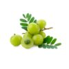 Gooseberry